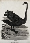 black swan (Cygnus atratus)