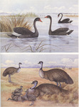black swan (Cygnus atratus), common emu (Dromaius novaehollandiae)