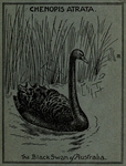 black swan (Cygnus atratus)