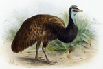 King Island emu (Dromaius novaehollandiae minor)