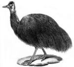 King Island emu (Dromaius novaehollandiae minor)