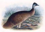 Tasmanian emu (Dromaius novaehollandiae diemenensis)