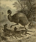 common emu (Dromaius novaehollandiae) & thylacine (Thylacinus cynocephalus)