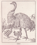common emu (Dromaius novaehollandiae)