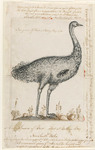 common emu (Dromaius novaehollandiae)