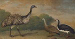 ...common emu (Dromaius novaehollandiae), Cape Barren goose (Cereopsis novaehollandiae), magpie goo
