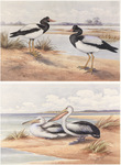 magpie goose (Anseranas semipalmata), Australian pelican (Pelecanus conspicillatus)