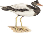 magpie goose (Anseranas semipalmata)