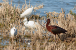 little egret (Egretta garzetta), glossy ibis (Plegadis falcinellus)