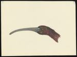 glossy ibis (Plegadis falcinellus)