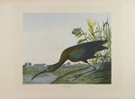 glossy ibis (Plegadis falcinellus)