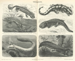 ... salamander (Salamandra salamandra), axolotl or Mexican salamander (Ambystoma mexicanum), olm (P...