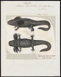axolotl, Mexican salamander (Ambystoma mexicanum)