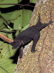 hairless bat (Cheiromeles torquatus)