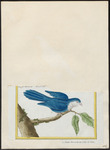 blue lorikeet (Vini peruviana)