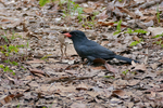 black-fronted nunbird (Monasa nigrifrons)