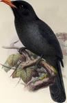 black-fronted nunbird (Monasa nigrifrons)