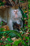 crab-eating macaque (Macaca fascicularis)