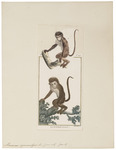 crab-eating macaque (Macaca fascicularis)