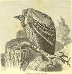 Rüppell's vulture, Rüppell's griffon (Gyps rueppelli)