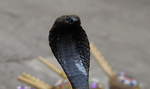 Black Cobra - Indian cobra (Naja naja)