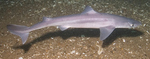 spiny dogfish, spurdog, mud shark, piked dogfish (Squalus acanthias)