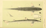 spiny dogfish (Squalus acanthias)