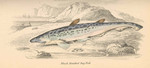 spiny dogfish (Squalus acanthias)