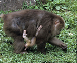 Tibetan macaque (Macaca thibetana)