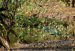 green ibis (Mesembrinibis cayennensis)