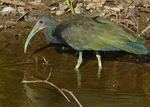 green ibis (Mesembrinibis cayennensis)