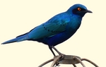 greater blue-eared glossy-starling (Lamprotornis chalybaeus)