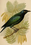 greater blue-eared glossy-starling (Lamprotornis chalybaeus)