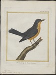 chestnut-bellied starling (Lamprotornis pulcher)
