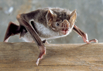 common vampire bat (Desmodus rotundus)