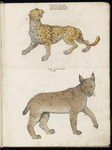 leopard (Panthera pardus), Eurasian lynx (Lynx lynx)