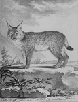 Eurasian lynx (Lynx lynx)