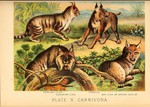 Eurasian lynx (Lynx lynx), caracal (Caracal caracal), Canada lynx (Lynx canadensis), bobcat (Lyn...