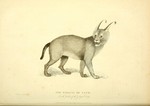 caracal, desert lynx (Caracal caracal)