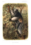 Indri, babakoto (Indri indri)