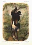 Indri, babakoto (Indri indri)