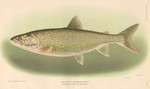 lake trout (Salvelinus namaycush)