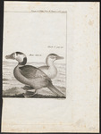 white-headed duck (Oxyura leucocephala)