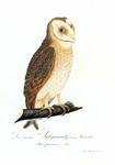 short-eared owl (Asio flammeus)