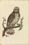 short-eared owl (Asio flammeus)
