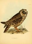 short-eared owl (Asio flammeus galapagoensis)