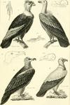 Indian vulture (Gyps indicus), Andean condor (Vultur gryphus), king vulture (Sarcoramphus papa),...