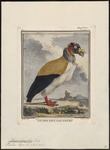 king vulture (Sarcoramphus papa)