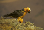 bearded vulture, lammergeier, ossifrage (Gypaetus barbatus)