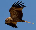 whistling kite (Haliastur sphenurus)